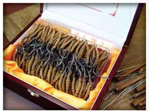 金凤冬虫夏草回收